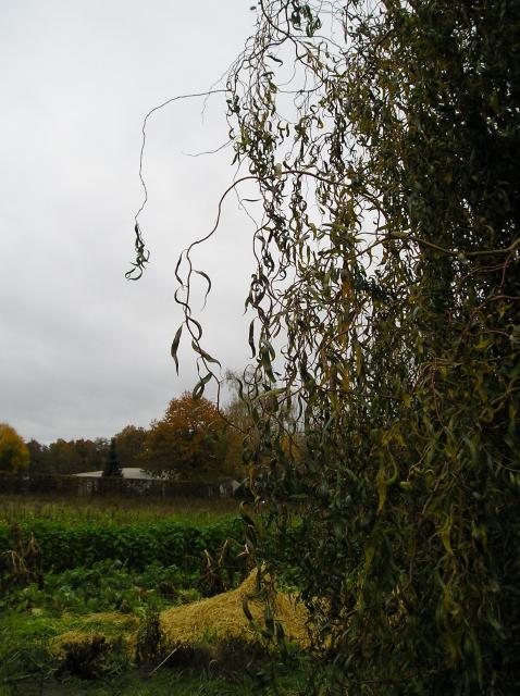 thumbs/Salix_erythroflexuosa_15_ans_tetard_haute_tige.jpg