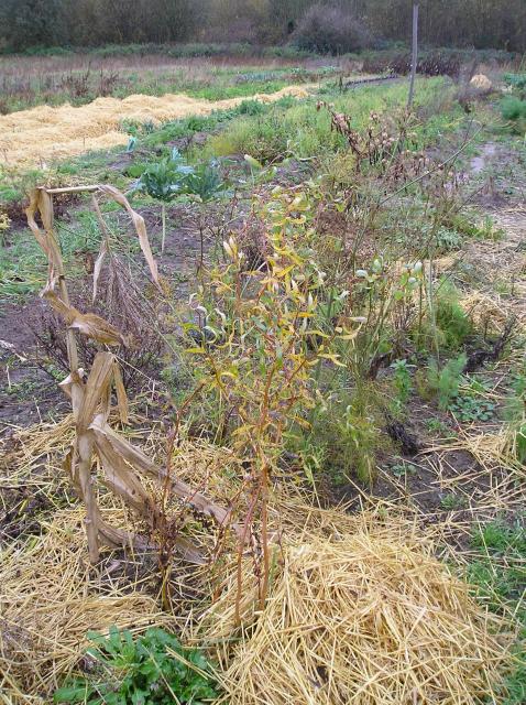 thumbs/Salix_erythroflexuosa_bouture_1_an.jpg
