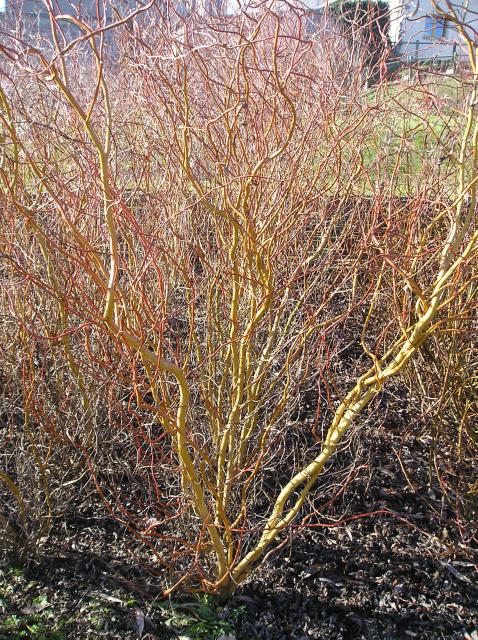 thumbs/cepee_salix_erythroflexuosa.jpg